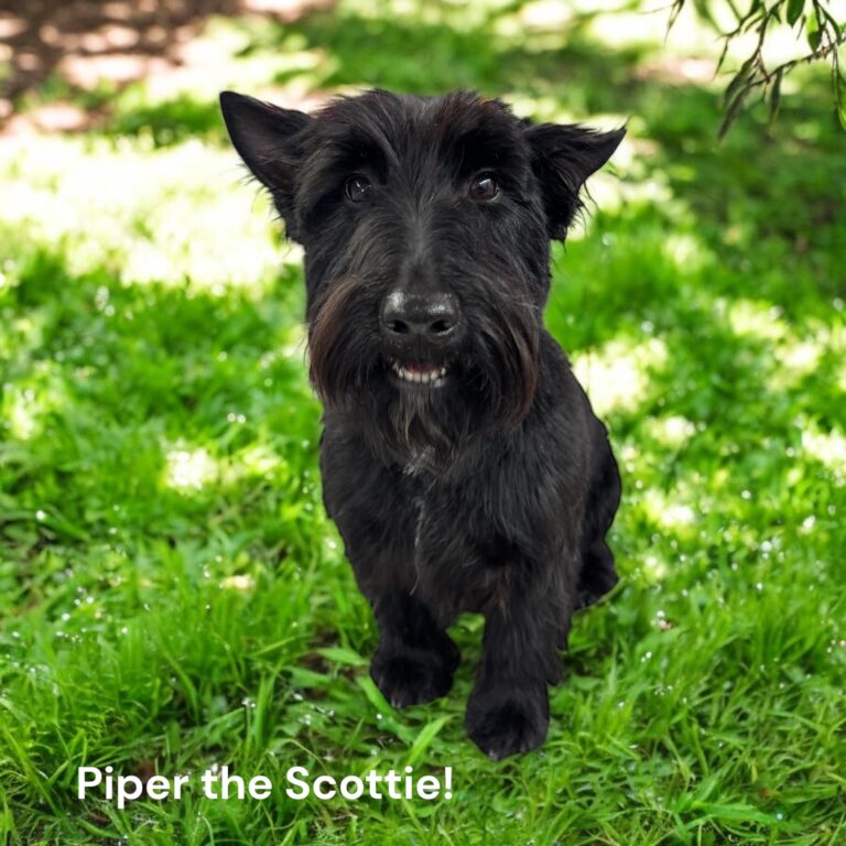 Piper
