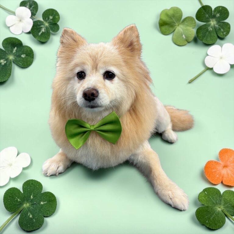 Photoroom_20260226_195803