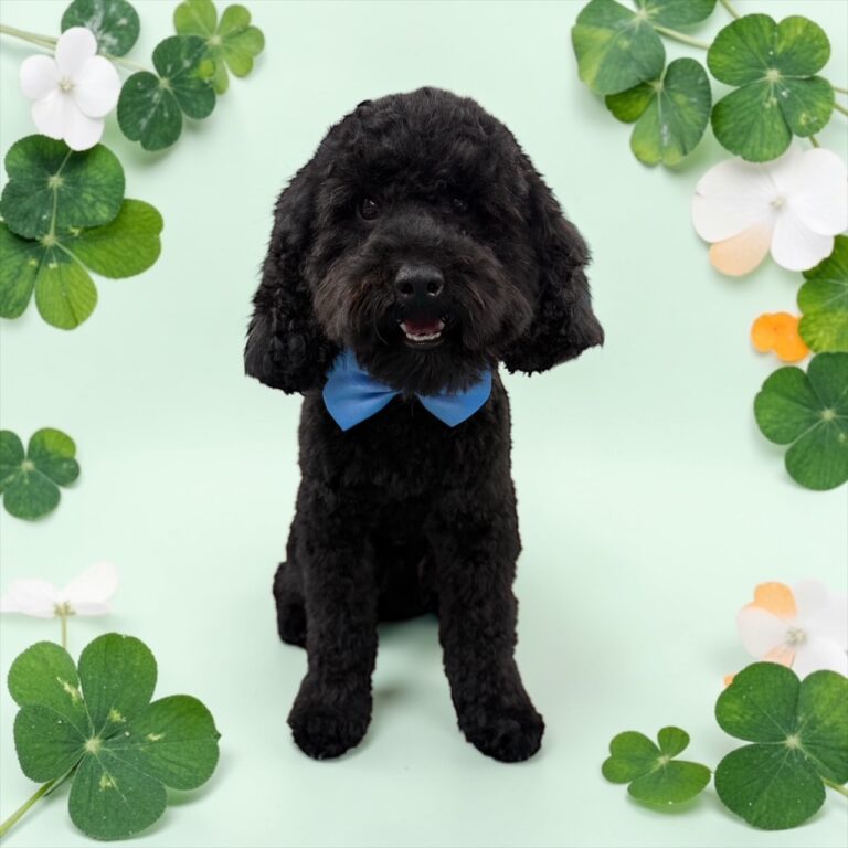 Photoroom_20260227_074815