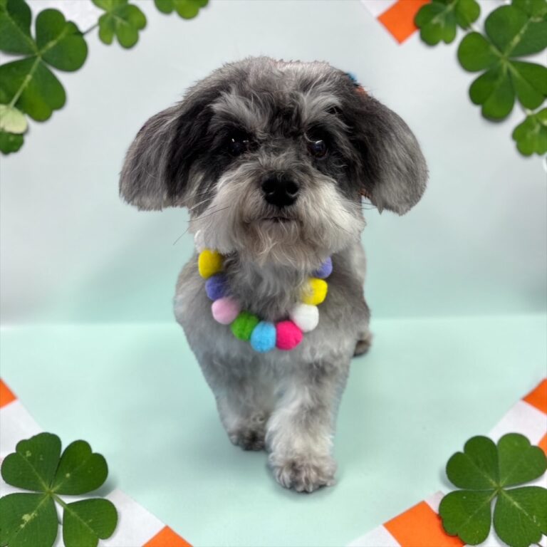 Photoroom_20260228_072422