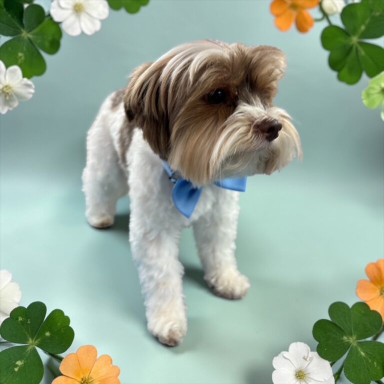 Photoroom_20260228_072510