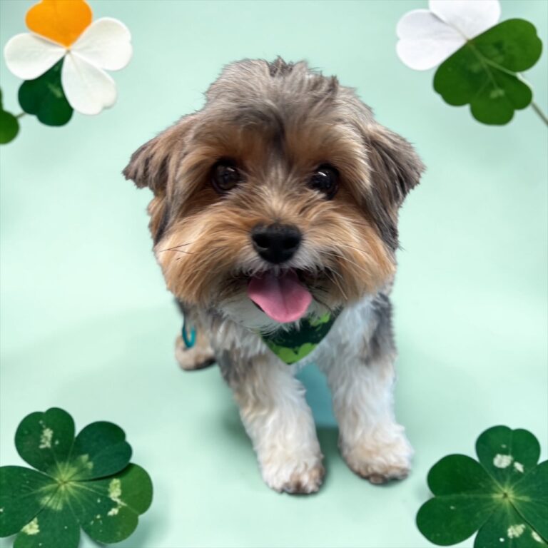 Photoroom_20260228_072550